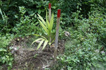 植林1.jpg