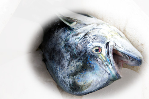 MahiMahi.jpg